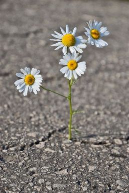 flowers-growing-out-of-the-concrete-photography91-copy