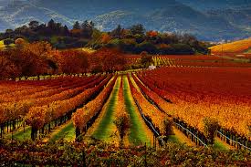 vineyards